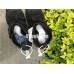 ADIDAS x ALEXANDER WANG BLACK CM7823
